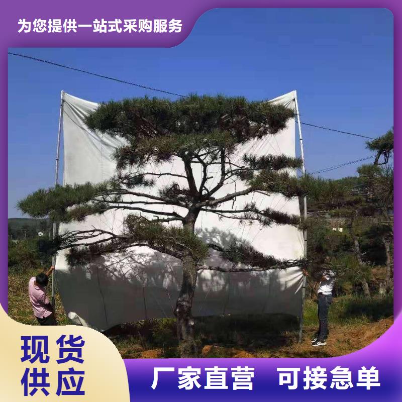 价格合理的造型景观松批发商
