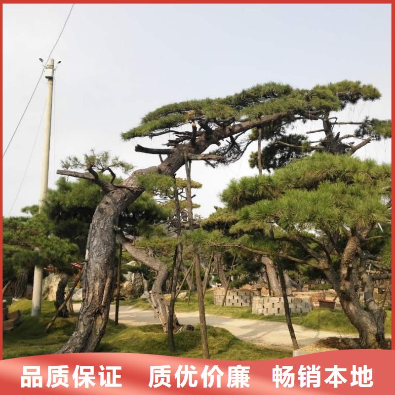造型油松贴心售后