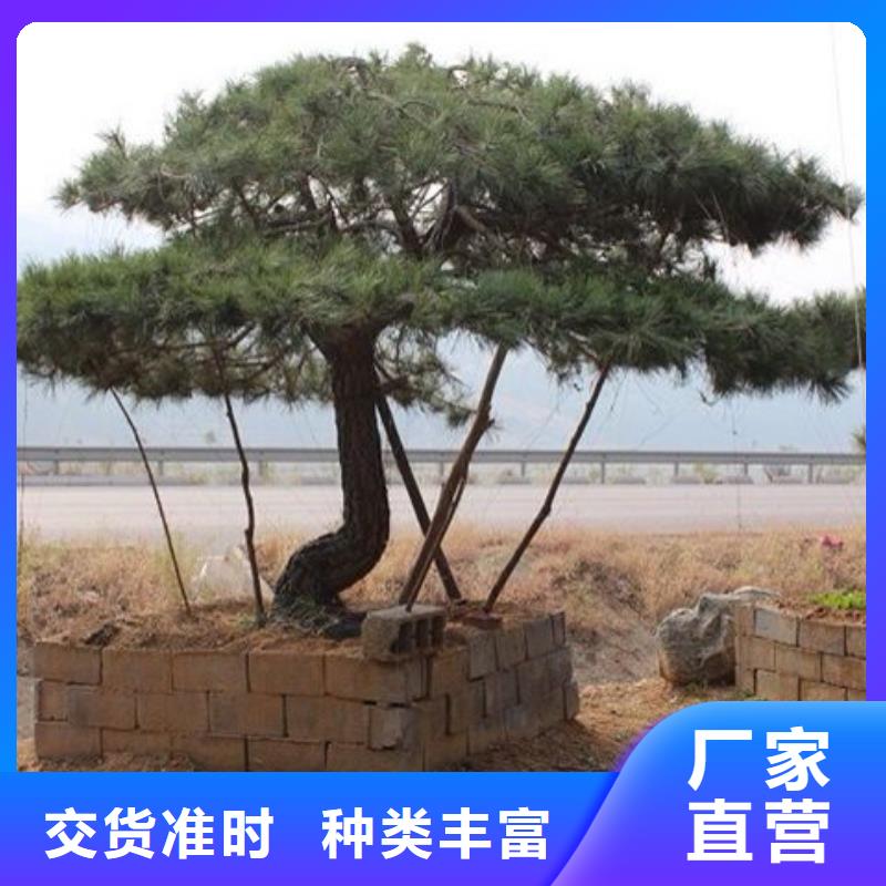 靠谱的造型迎客松销售厂家