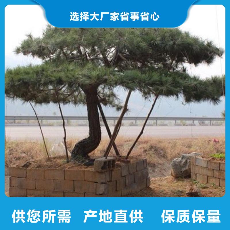 景观松当天出货
