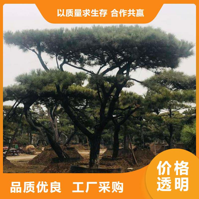 造型松黑松使用寿命长久