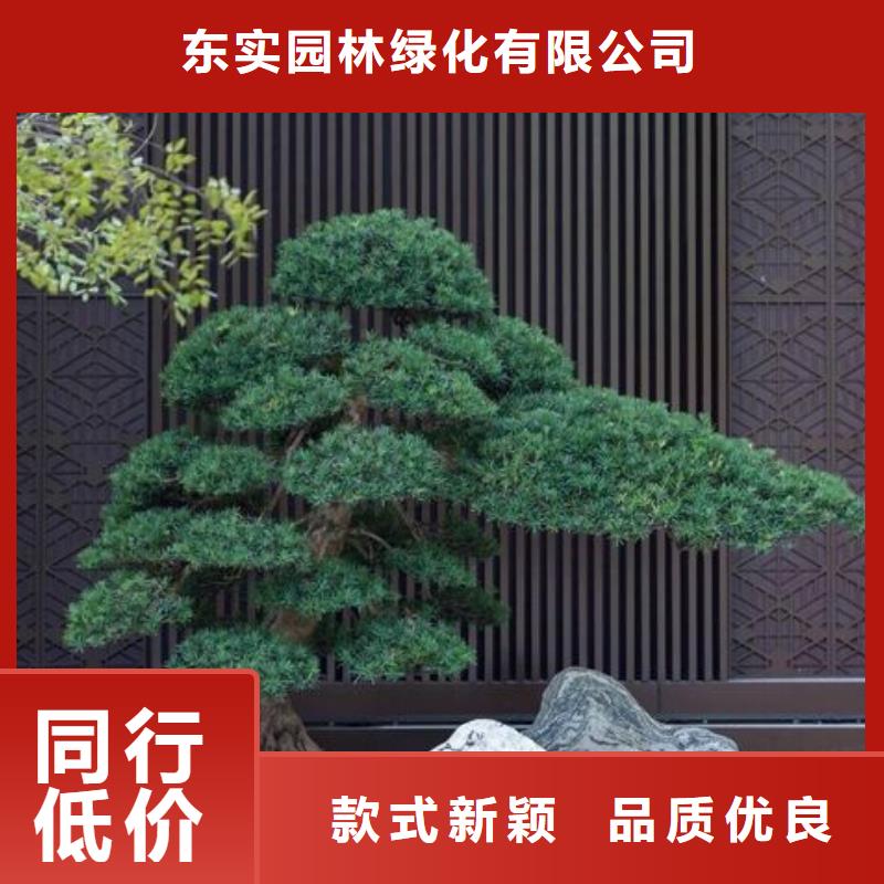  造型松规格齐全实力厂家
