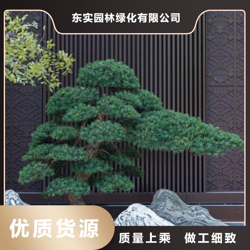  造型松品质优选