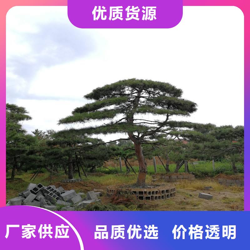 造型松-造型松价格颜色尺寸款式定制