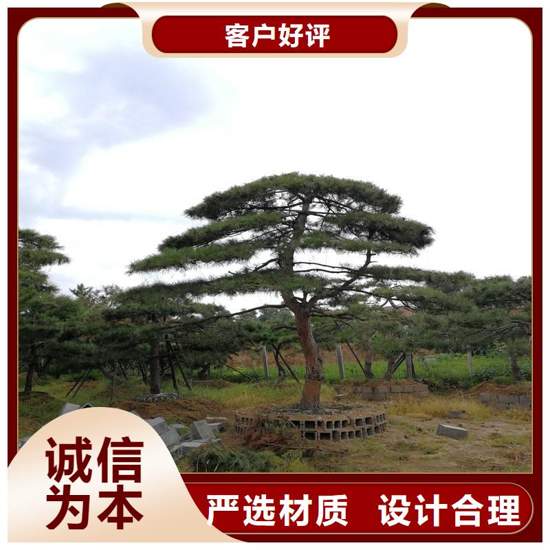 造型迎客松现货现发