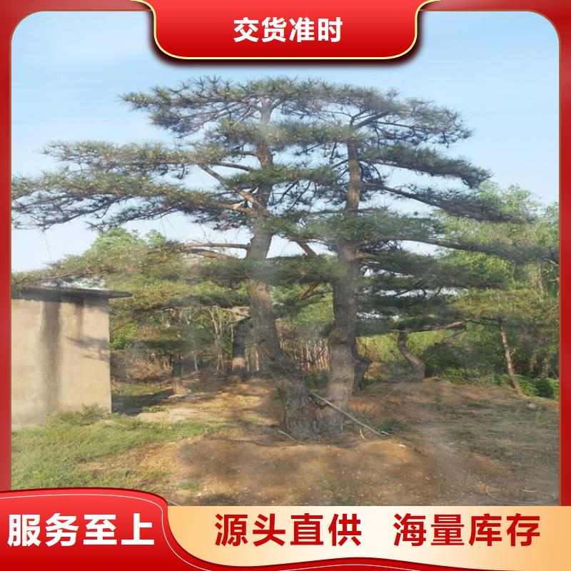 造型松古桩把实惠留给您