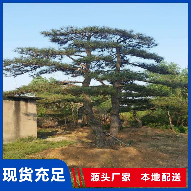 造型松黑松使用寿命长久