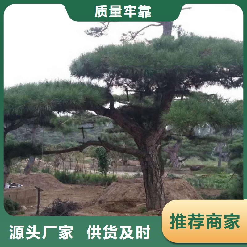 泰山迎客松产地直销