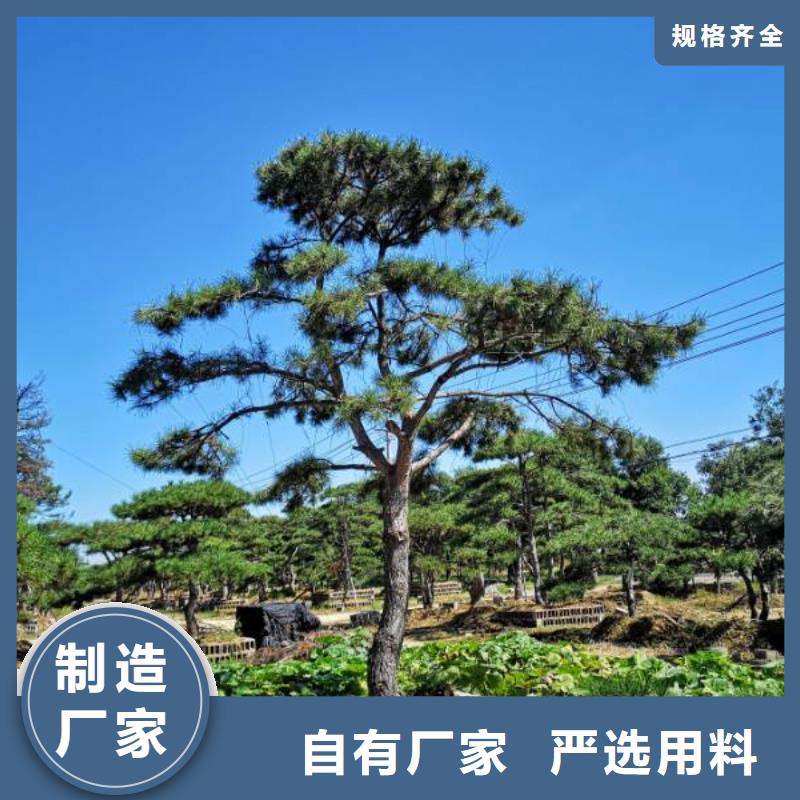景观松当天出货