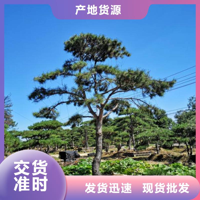 造型松_奇石放心得选择