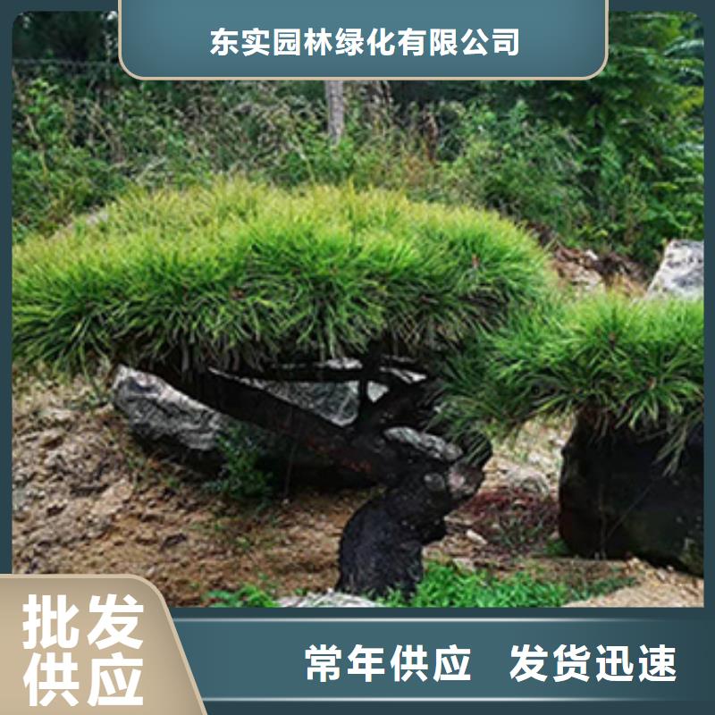 定做造型景松的批发商