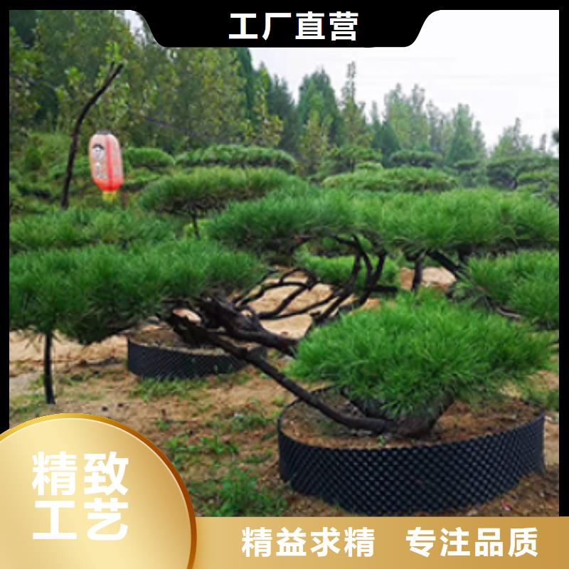 价格合理的造型景观松批发商