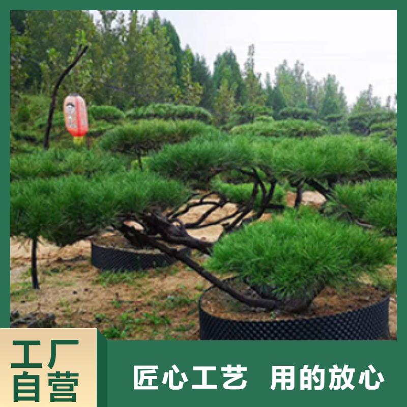 造型松造型松苗木批发商