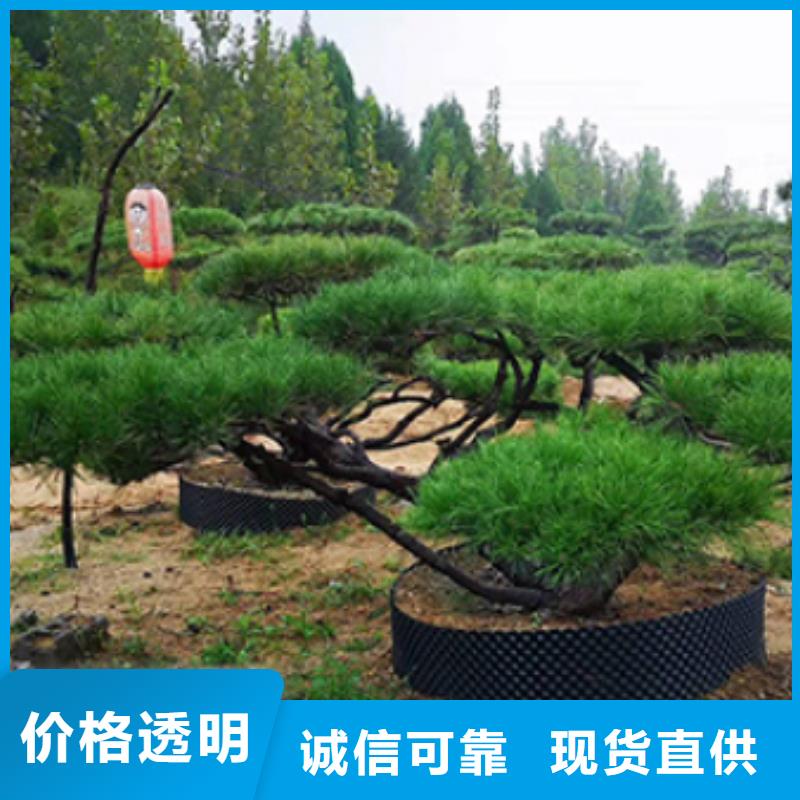 景观松口碑好