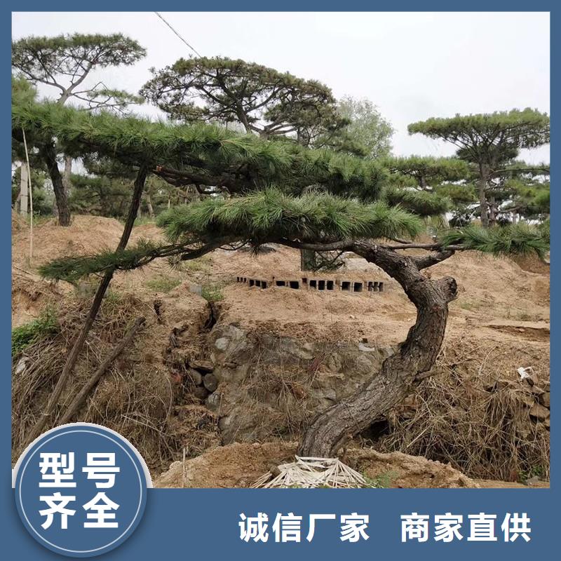 黑松优质商家