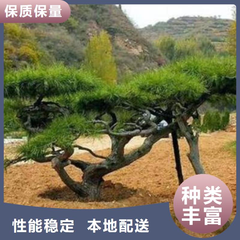 造型松经营造型松源头把关放心选购