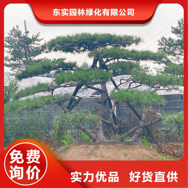 价格合理的造型景观松批发商