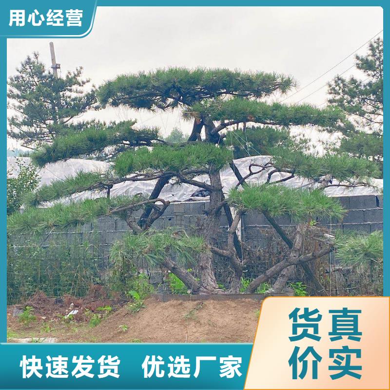  造型松规格齐全实力厂家