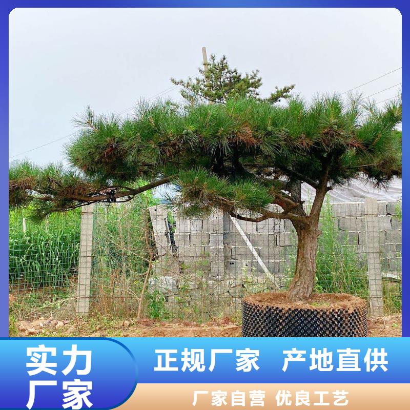 造型油松贴心售后