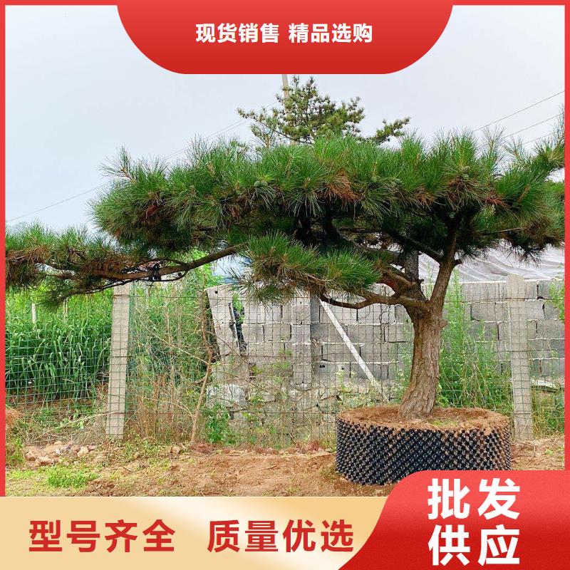 定安县泰山迎客松工作原理