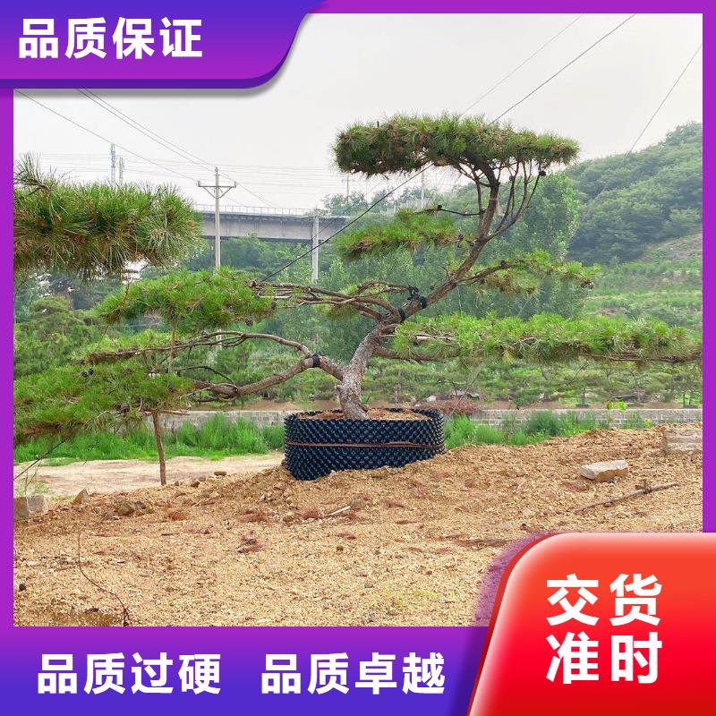 造型黑松本地供应商