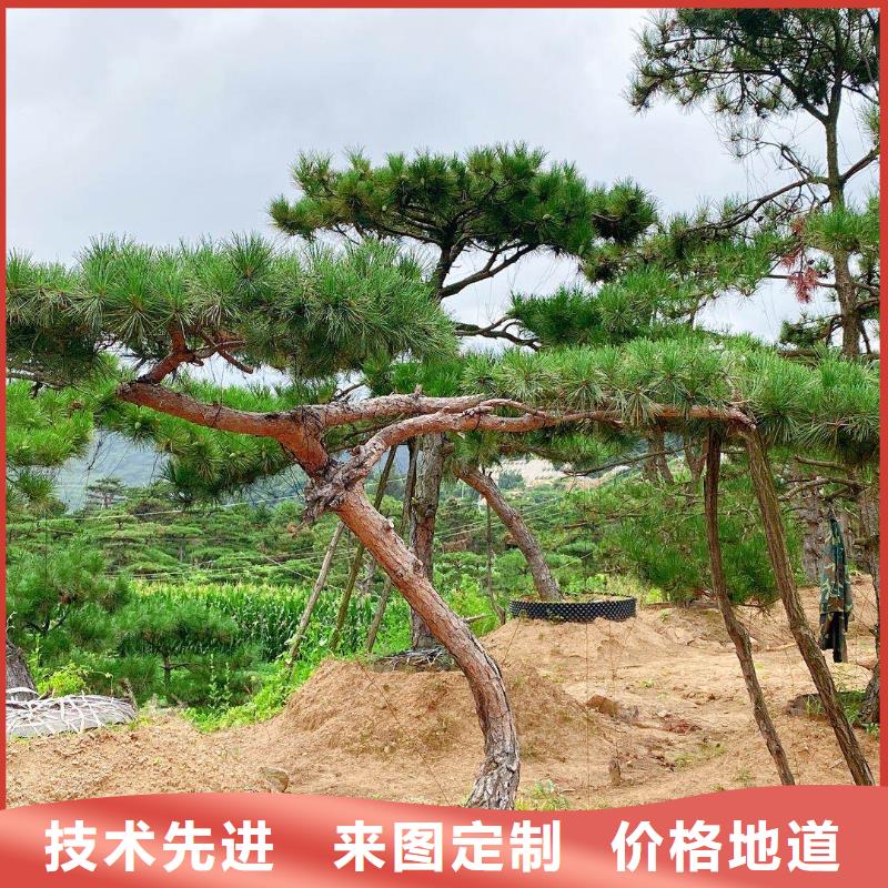 造型松诚信经营现货现发