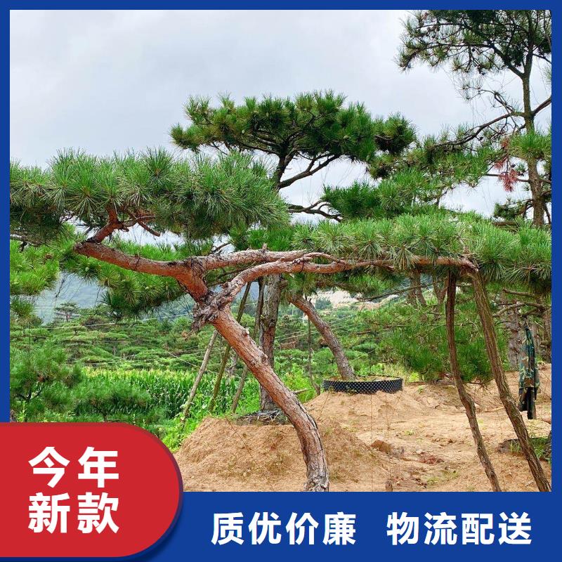 造型松造型松苗木厂家