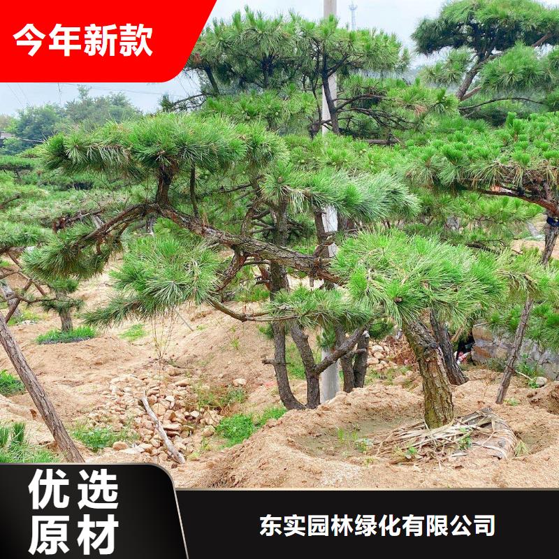 造型松造型松价格现货充足