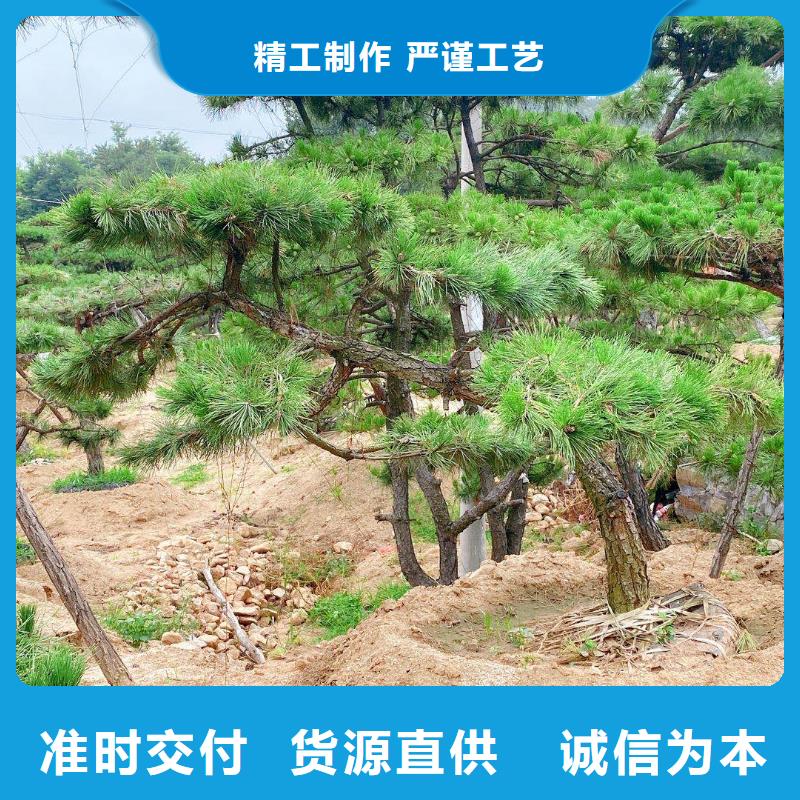 泰山迎客松产地直销