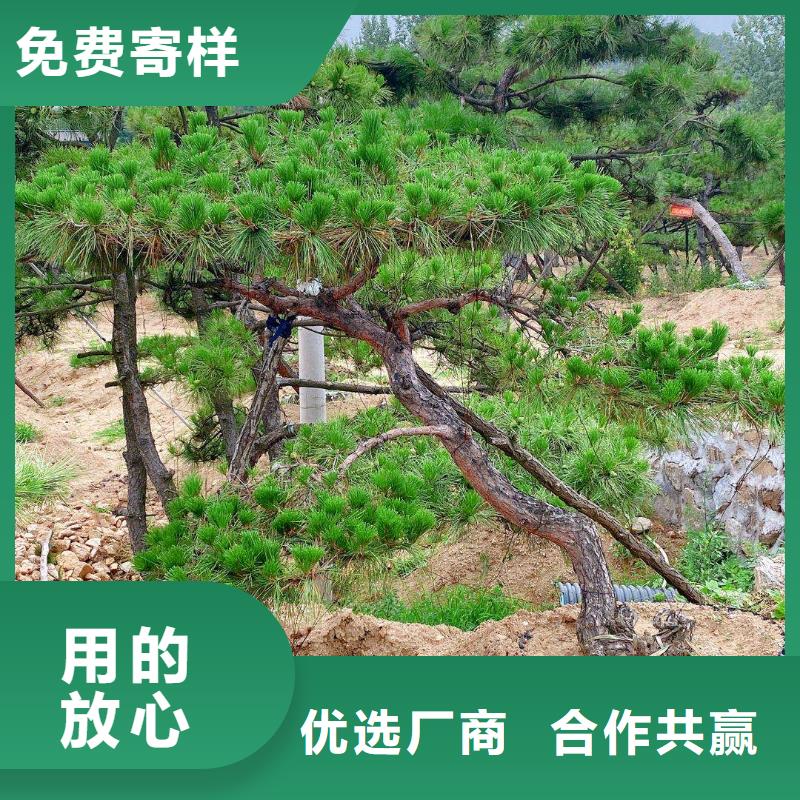 造型松造型松苗木批发商