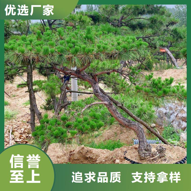 造型松经营造型松源头把关放心选购