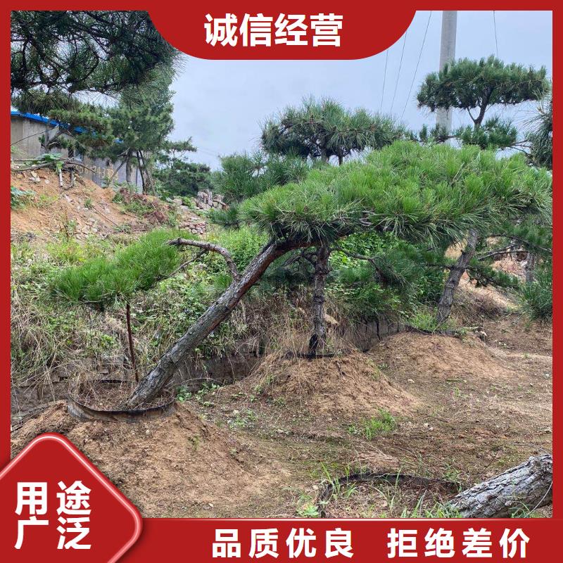 造型松造型松苗木批发商
