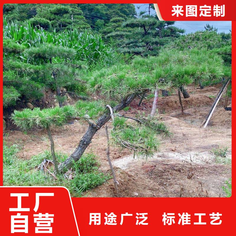 靠谱的造型迎客松销售厂家