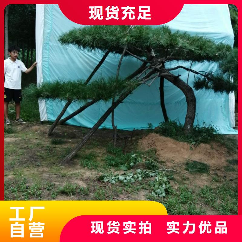 定安县泰山迎客松工作原理