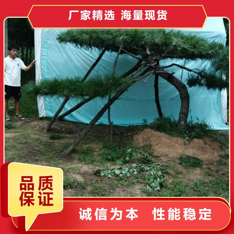 靠谱的造型迎客松销售厂家