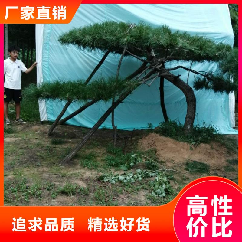 黑松优质商家