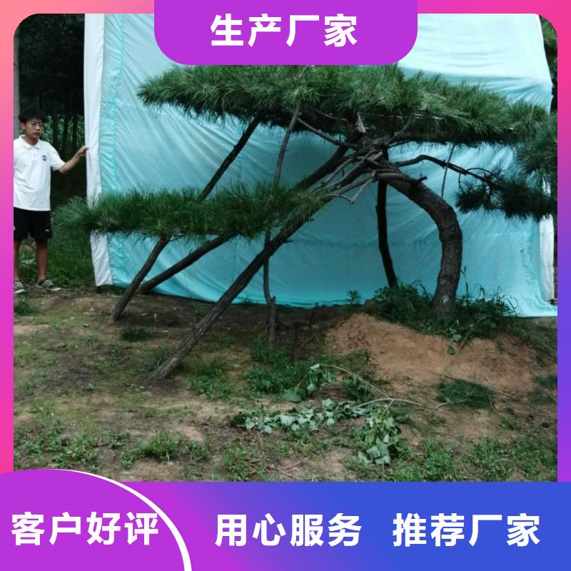 油松厂家-专心做产品