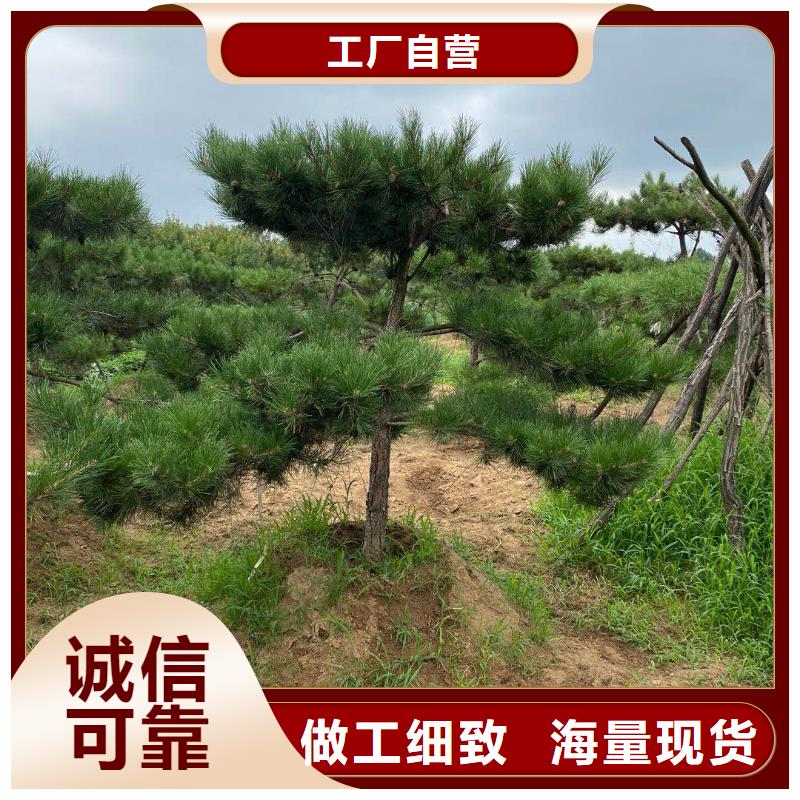 采购造型松必看-售后保障