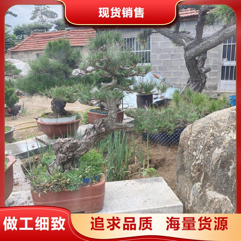 靠谱的造型迎客松销售厂家