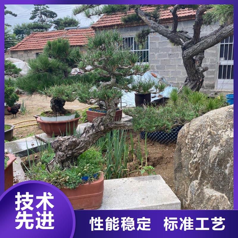 景观松专业配送
