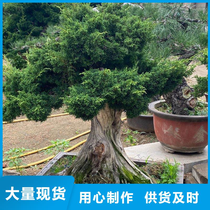 造型迎客松现货现发
