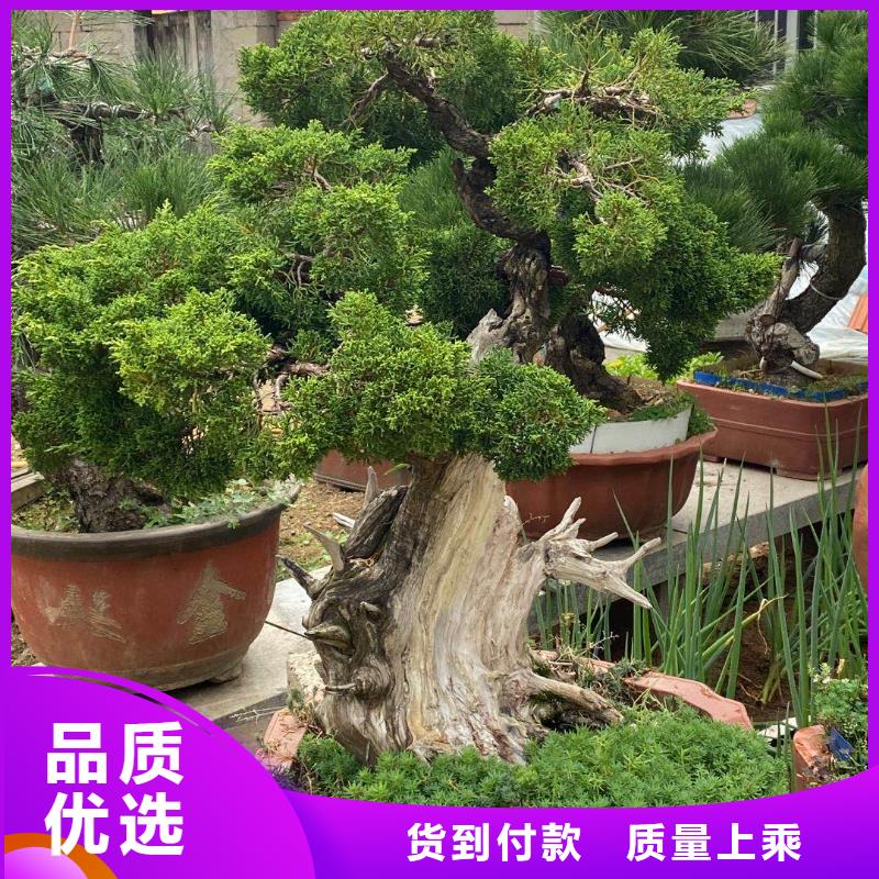 支持定制的异型松经销商