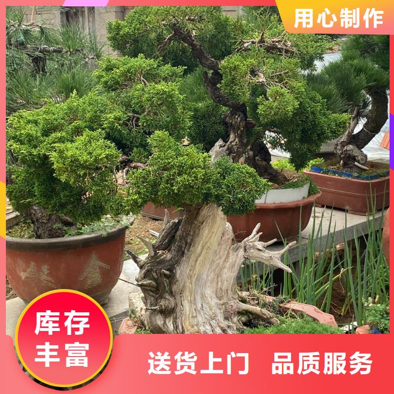  造型松以质量求生存