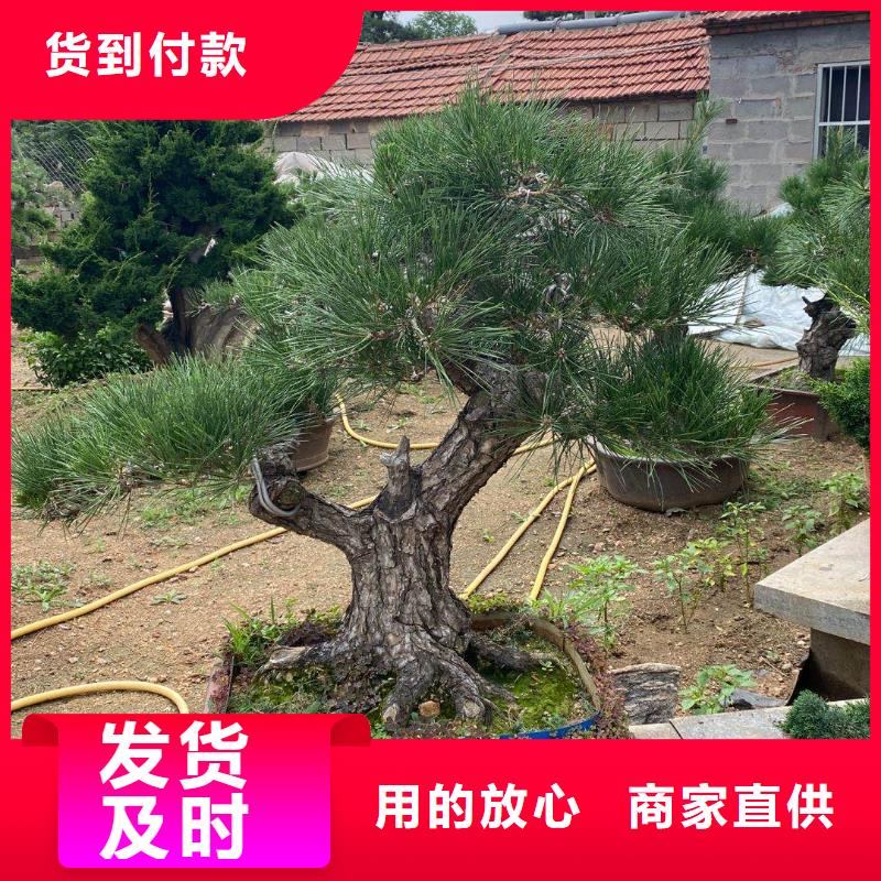 造型松造型松价格现货充足