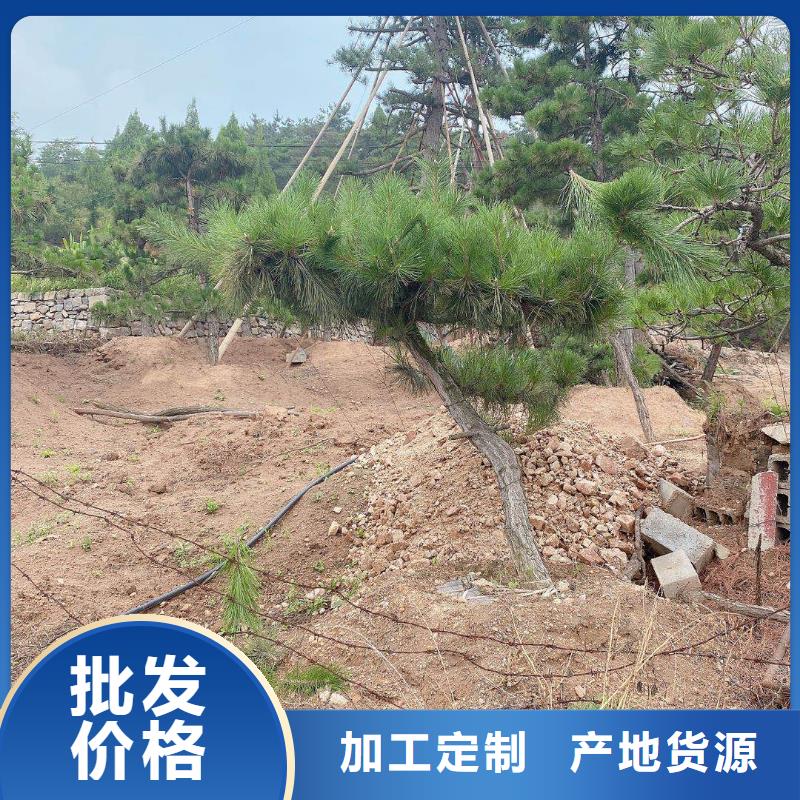 造型油松品质与价格同行