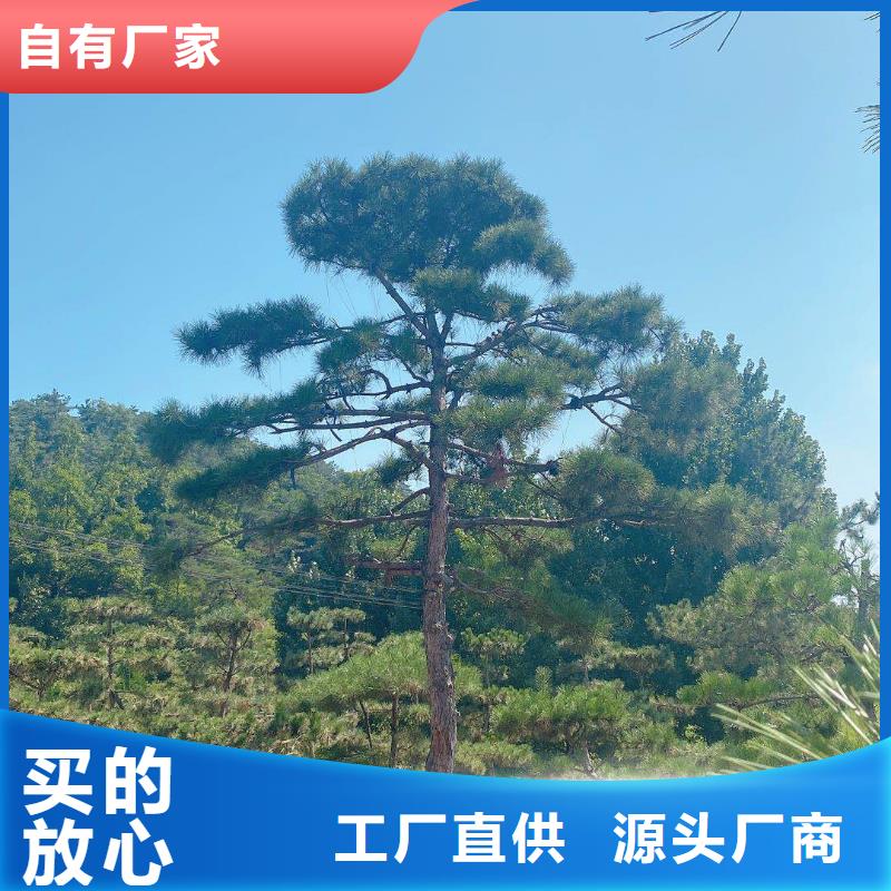 可定制的造型迎客松供应商