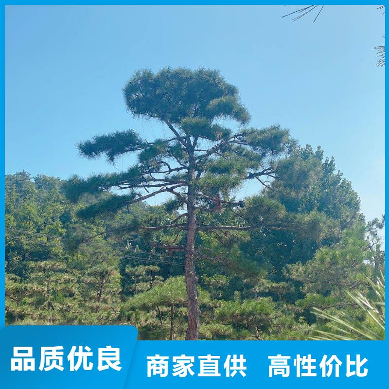 景观松当天出货