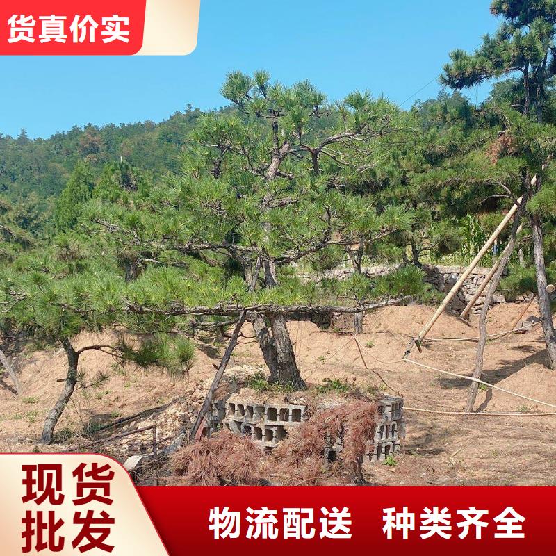 造型松-造型松价格颜色尺寸款式定制