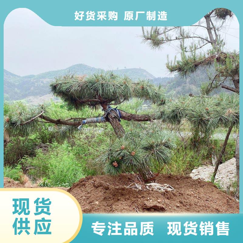  造型松以质量求生存