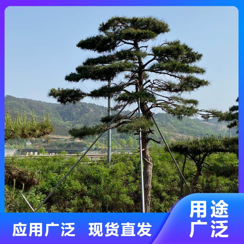油松成功案例